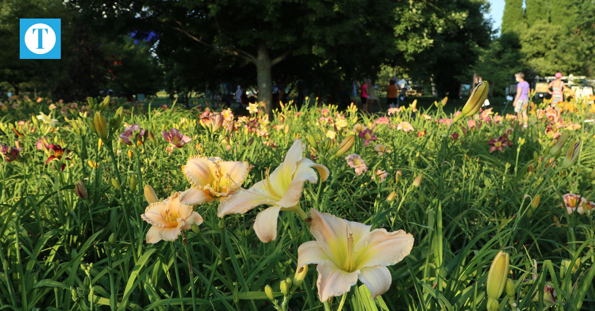 Dazzling Daylilies Celebration