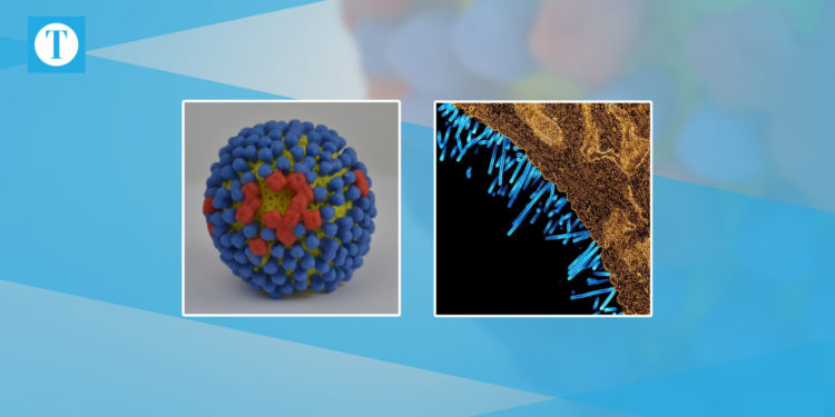 COVID-19 and flu