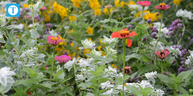 Botanical Garden