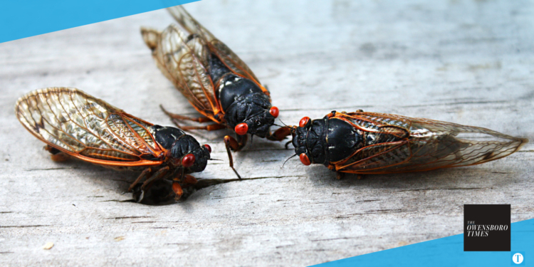 Cicadas