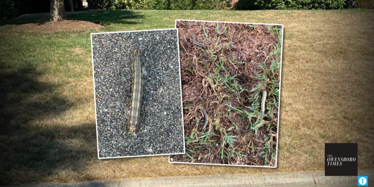 Armyworm