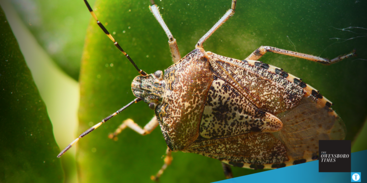Stink Bug