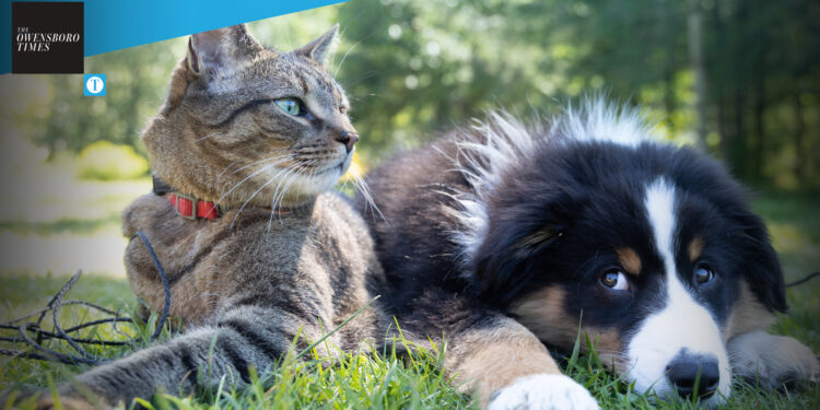 Dog and cat
