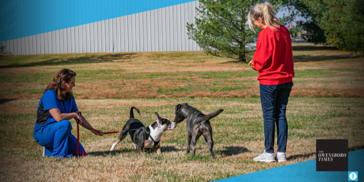 Animal Shelter